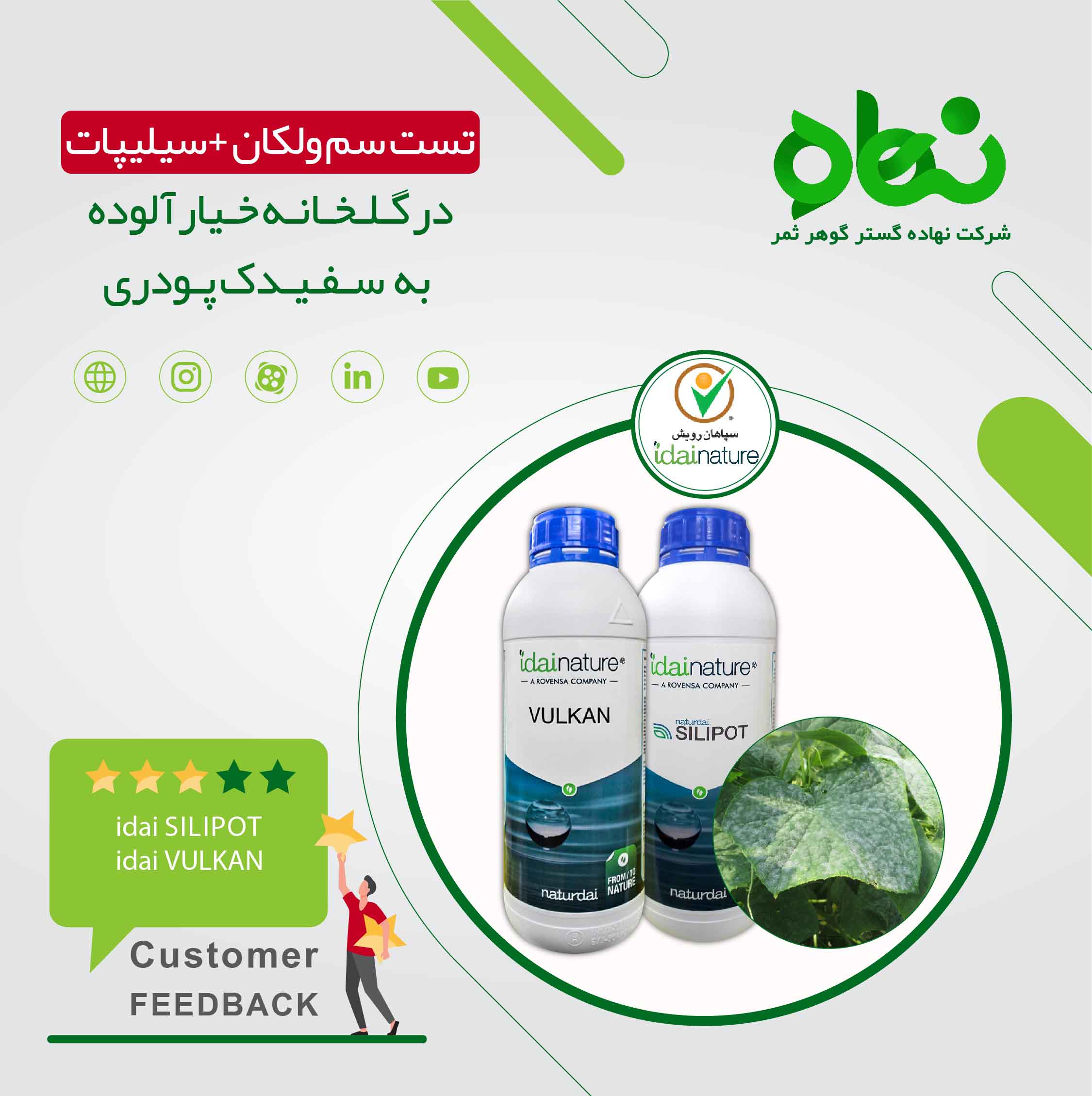 Testing Vulkan poison + Silipot in cucumber greenhouse infected with powdery mildew